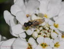 Cheilosia pagana Kleine Erzschwebfliege