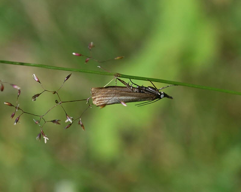 Rispengrasznsler Chrysoteuchia culmella