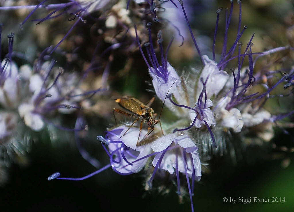 Closterotomus fulvomaculatus