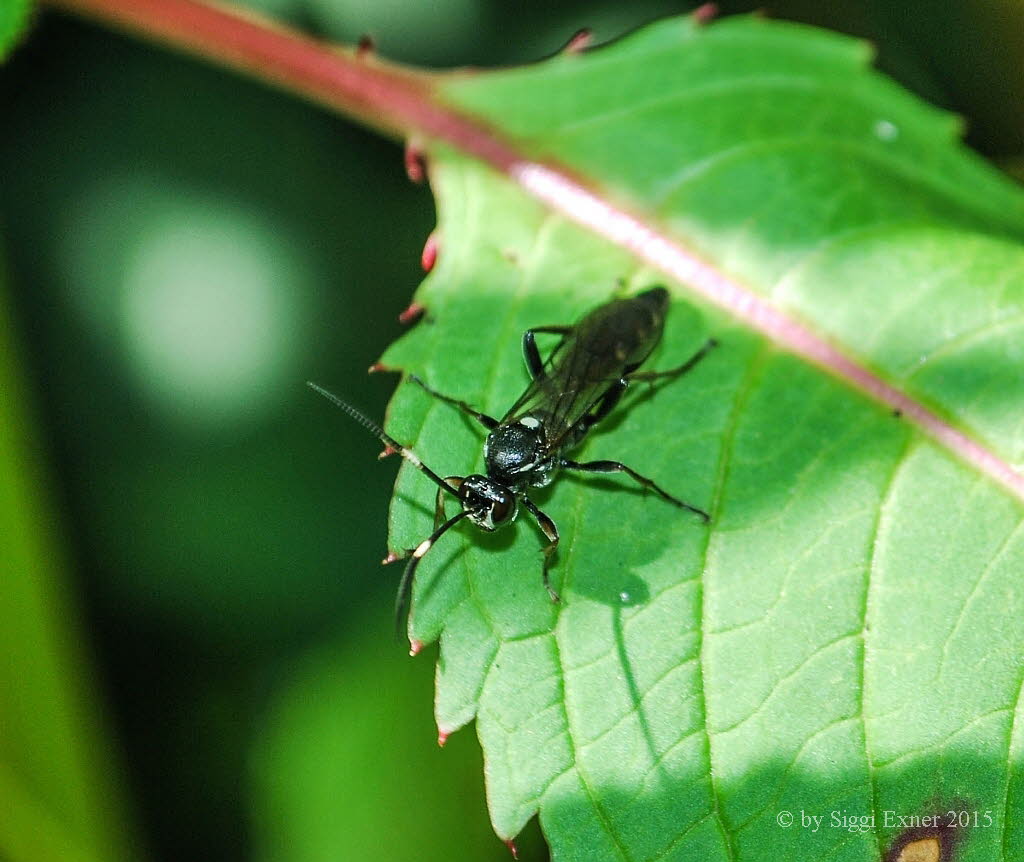 Coelichneumon sugillatorius