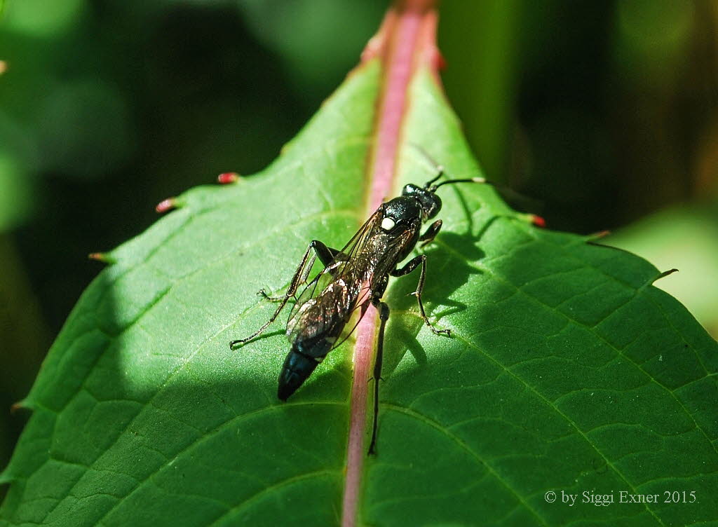 Coelichneumon sugillatorius