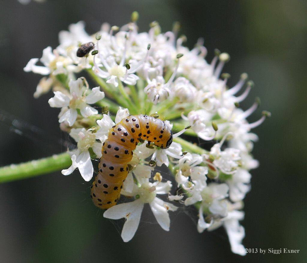 Flachleibmotte Depressaria radiella