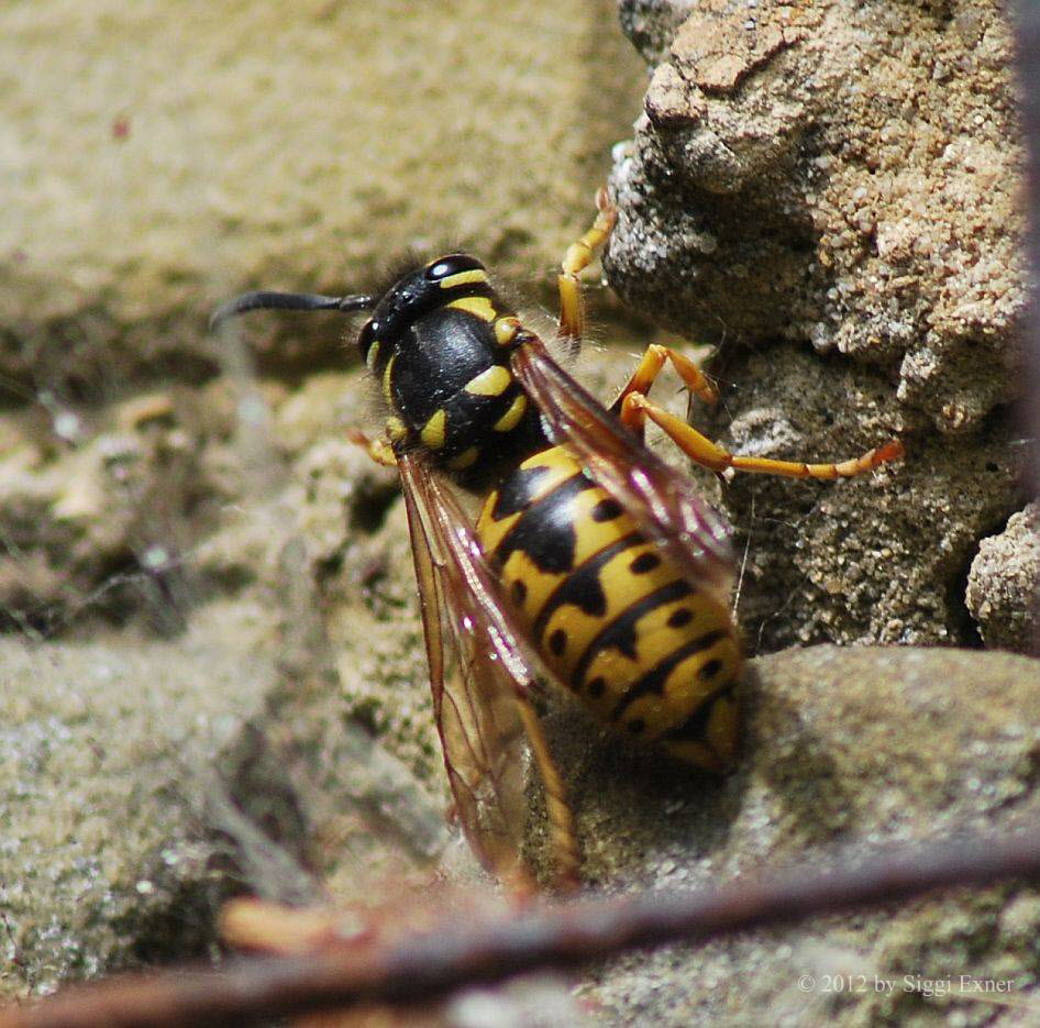 Deutsche Wespe Vespula germanica