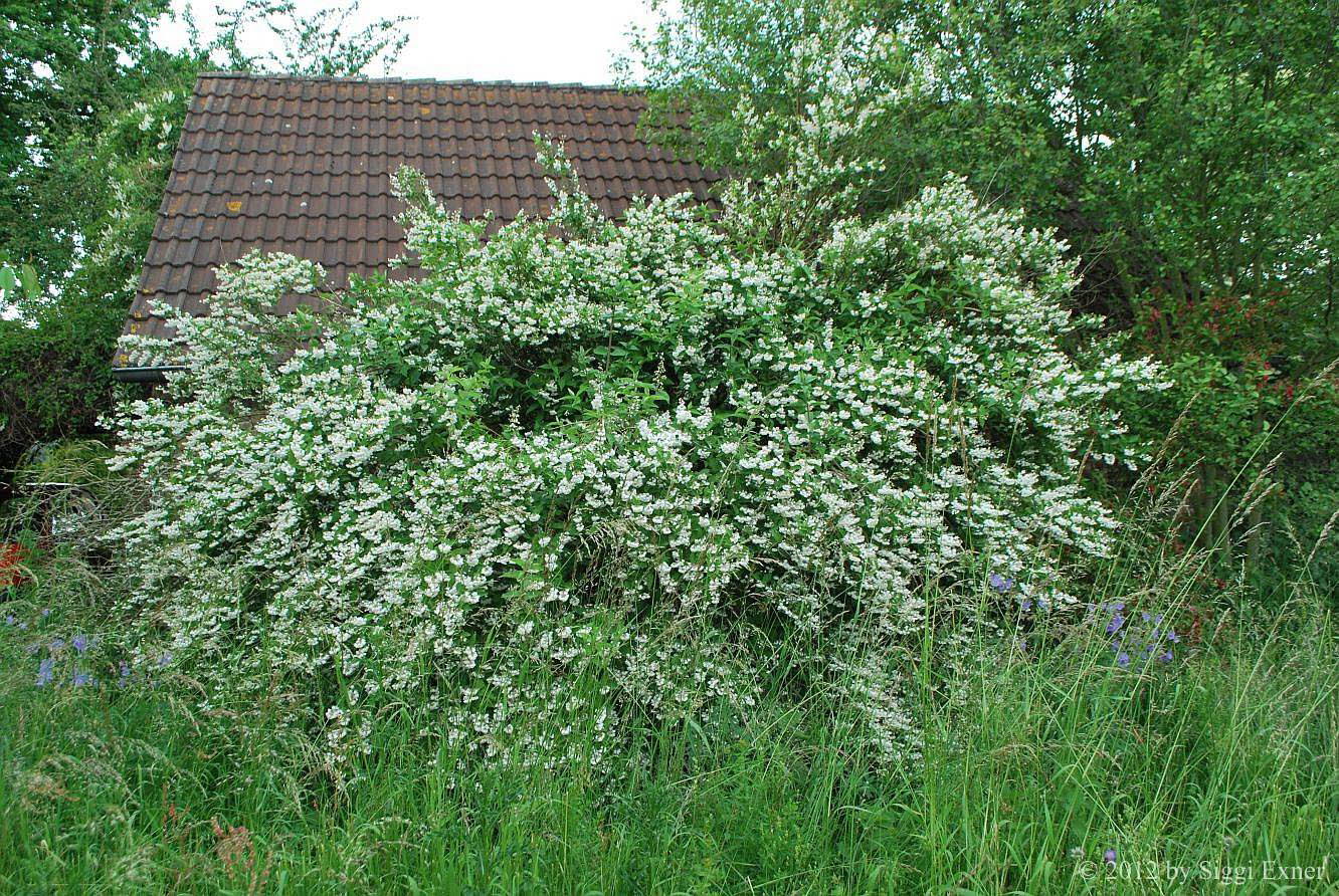 Deutzie, Rauhe Deutzia scbra