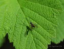Diplazontinae