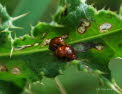 Sphaeroderma testaceum Distel-Flohkfer