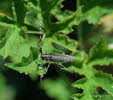 Scheckhorn-Distelbock Agapanthia villosoviridescens