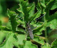 Scheckhorn-Distelbock Agapanthia villosoviridescens