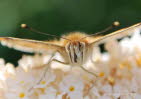 Distelfalter Vanessa cardui