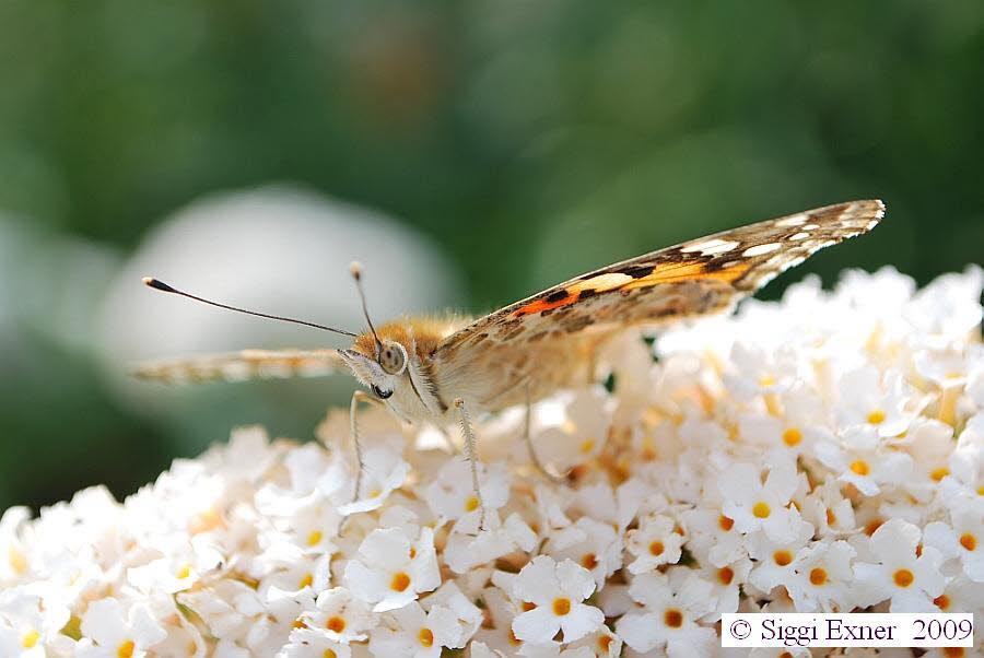 Distelfalter Vanessa cardui