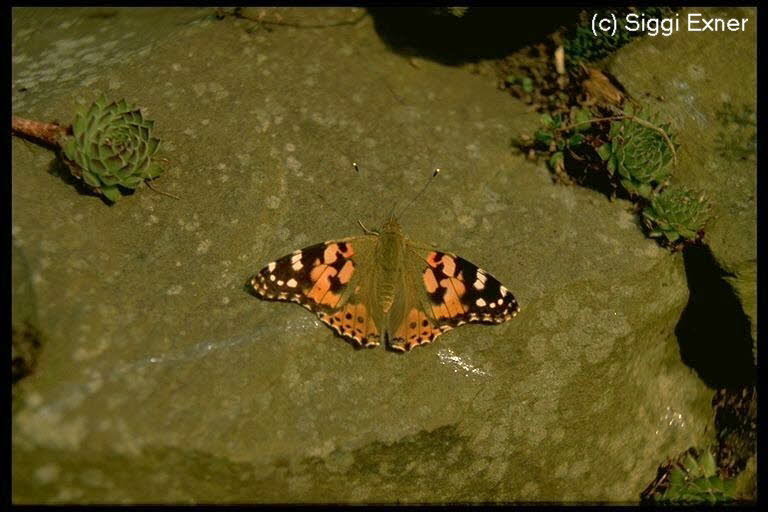 Distelfalter Vanessa cardui