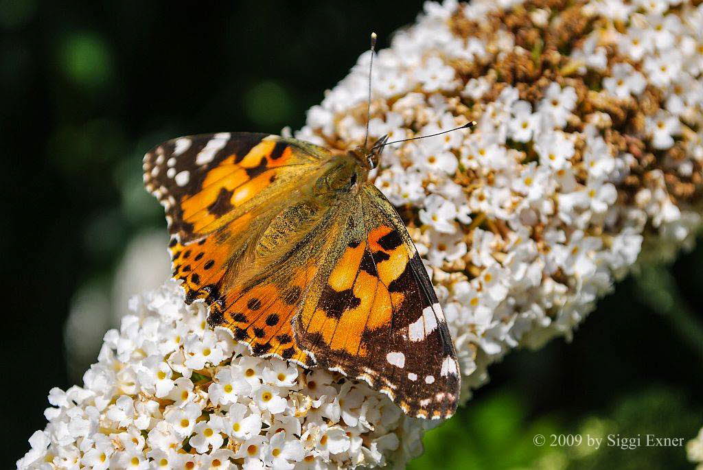 Distelfalter Vanessa cardui