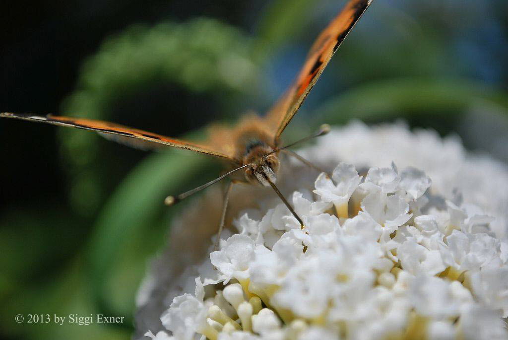 Distelfalter Vanessa cardui