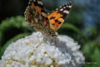 Distelfalter Vanessa cardui