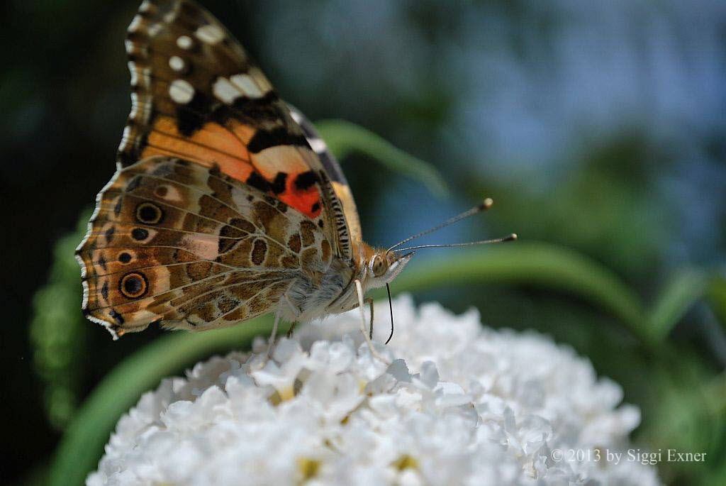 Distelfalter Vanessa cardui