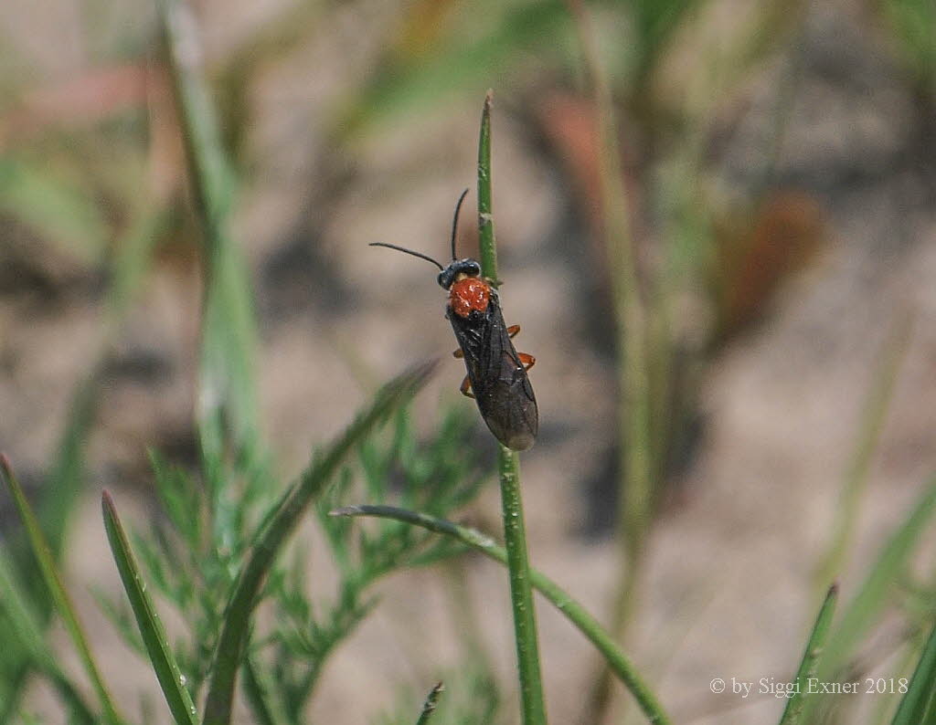 Dolerus germanicus