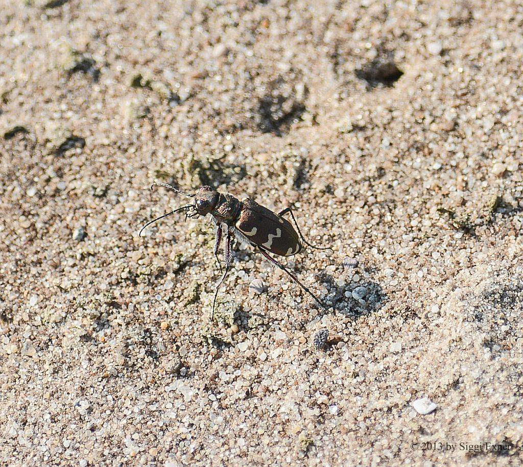 Cicindela hybrida Dnen-Sandlaufkfer 