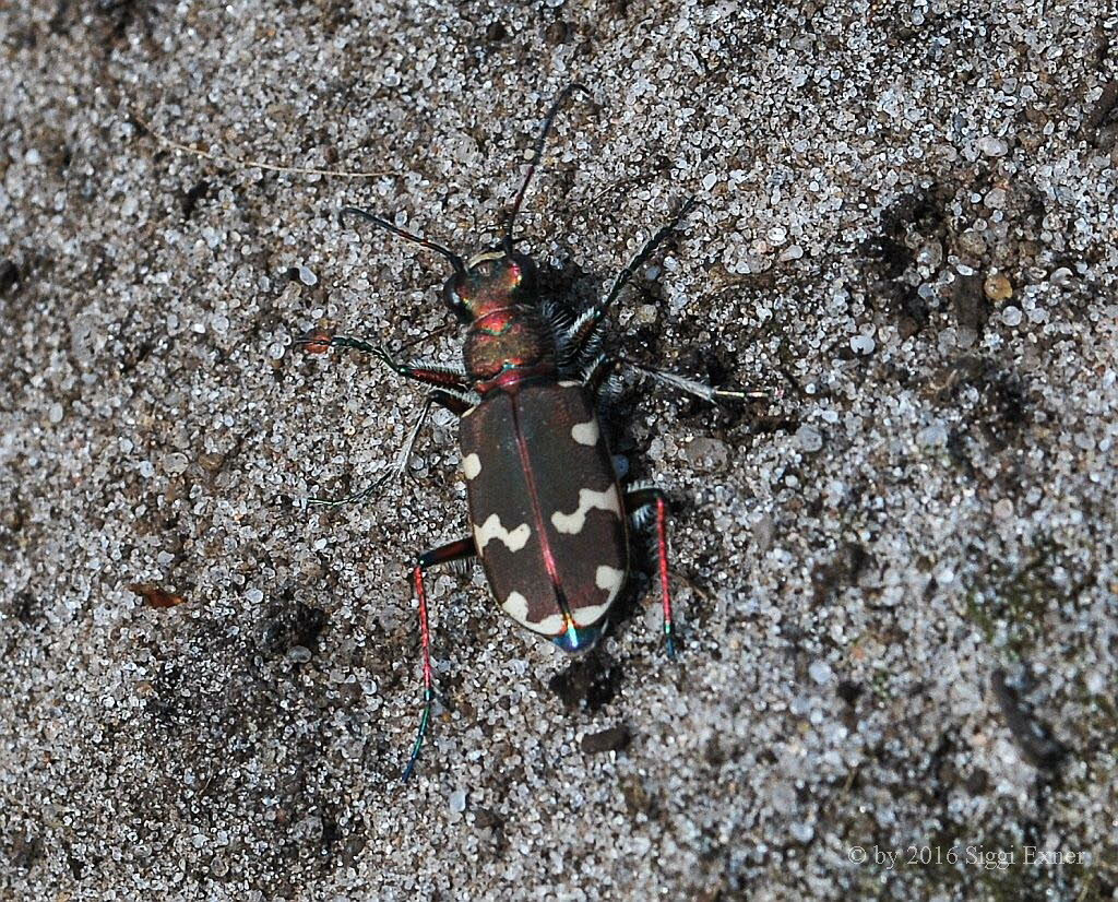 Dnen-Sandlaufkfer Cicindela hybrida