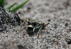 Dnen-Sandlaufkfer Cicindela hybrida