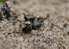 Dnen-Sandlaufkfer Cicindela hybrida