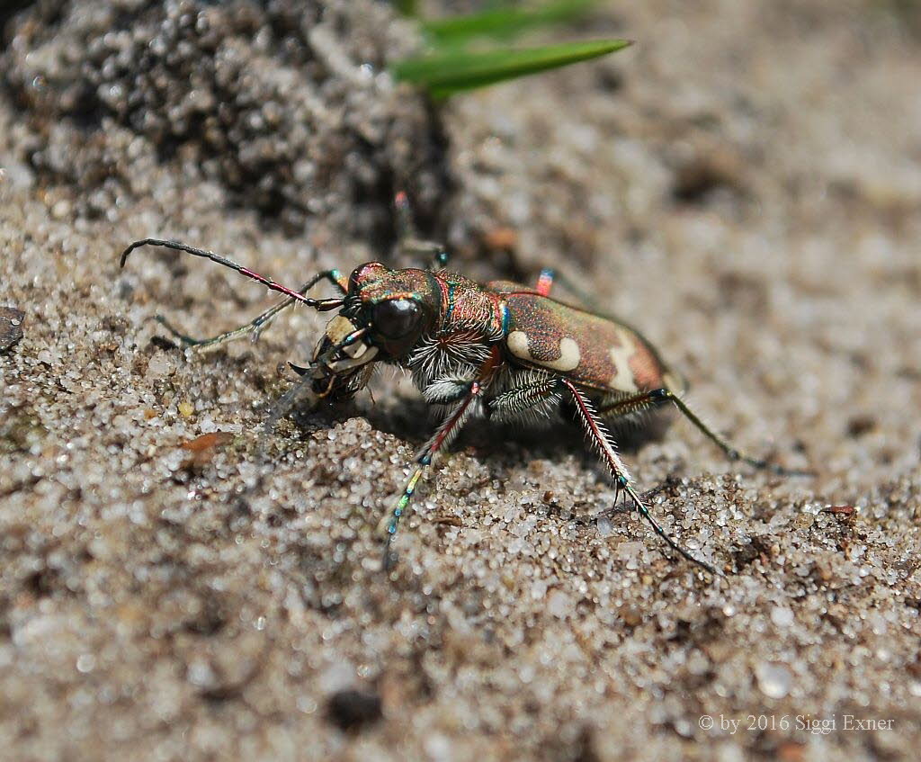 Dnen-Sandlaufkfer Cicindela hybrida