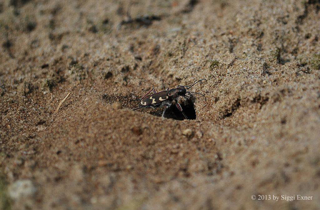 Dnen- Sandlaufkfer Cicindela hybrida