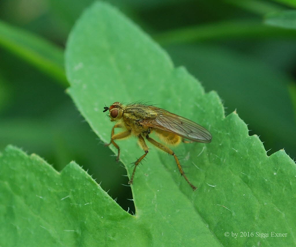 Gelbe Dungfliege Scathophaga stercoraria