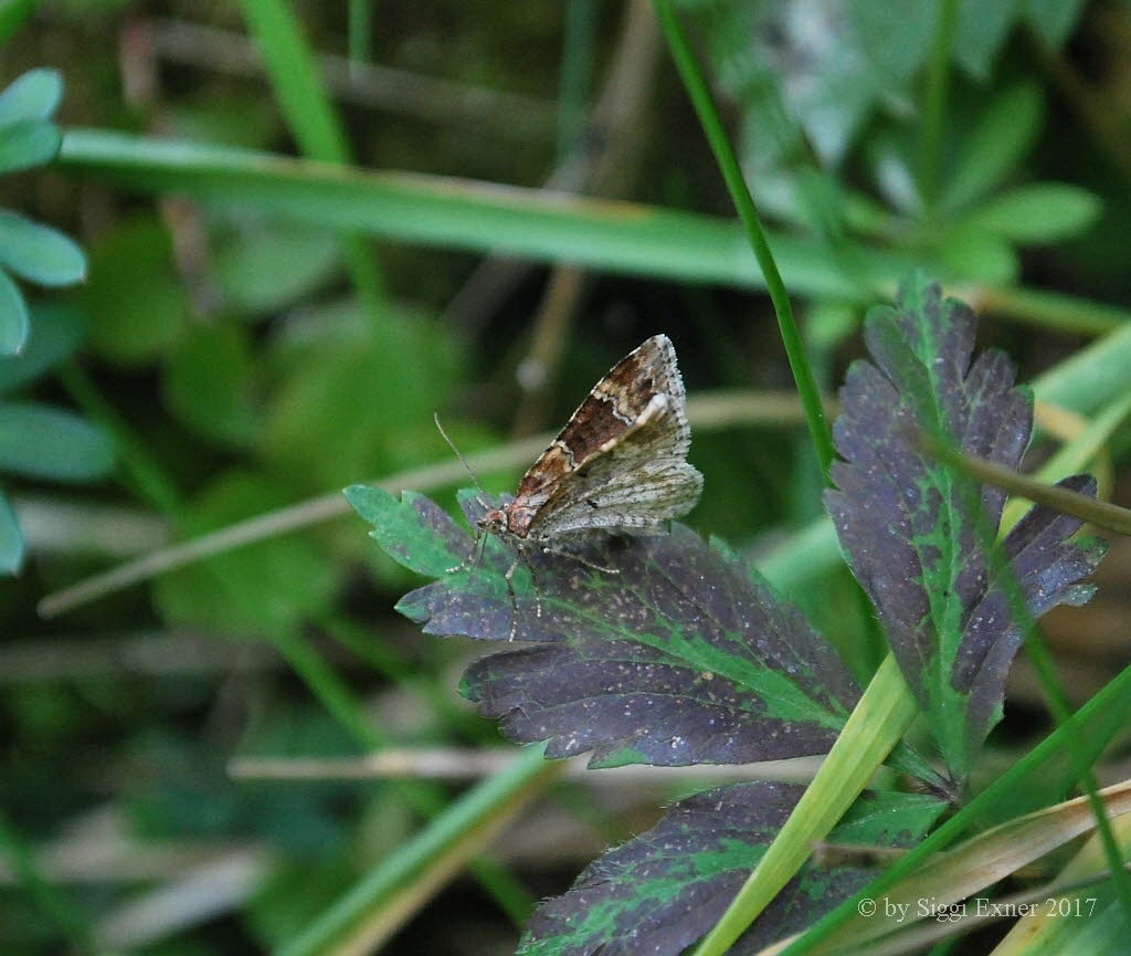 Dunkler Rostfarben-Blattspanner Xanthorhoe ferrugata