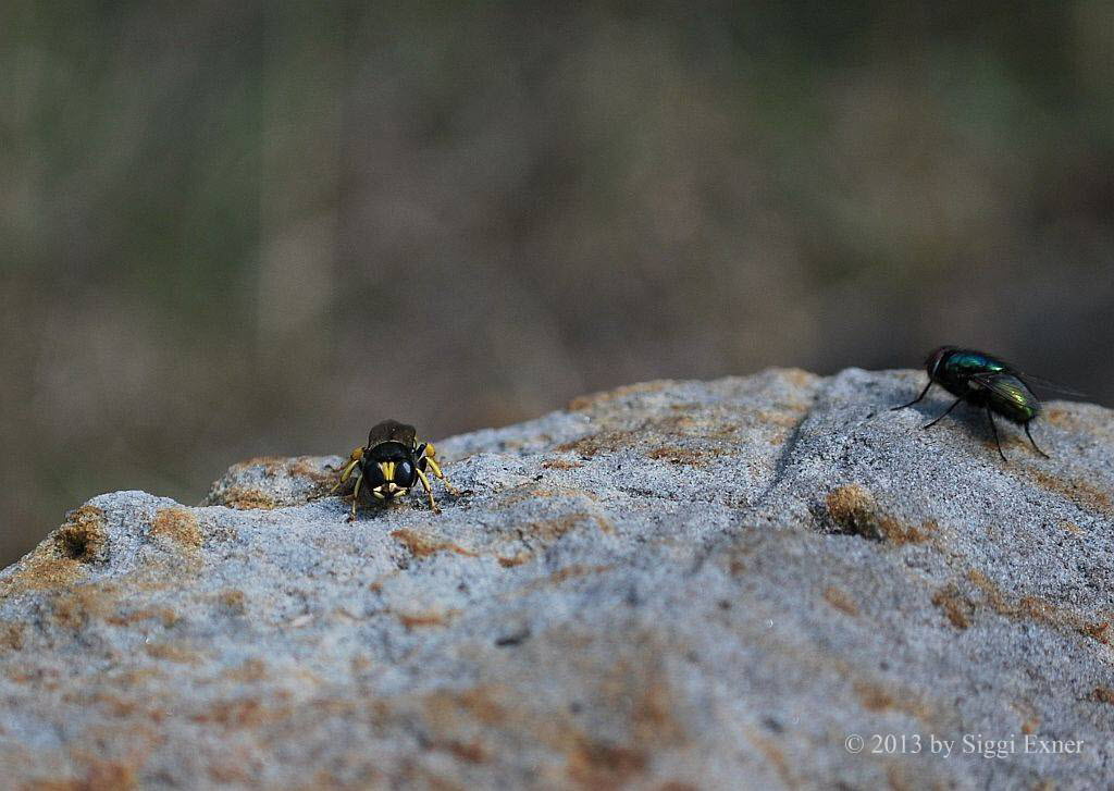 Ectemnius lapidarius