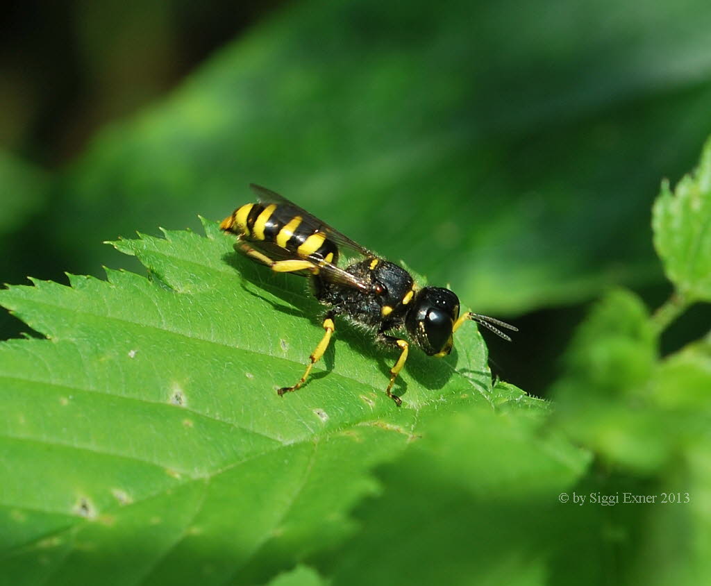 Ectemnius spec.