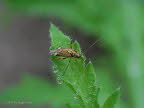 Eichen-Schmuckwanze Rhabdomiris striatellus