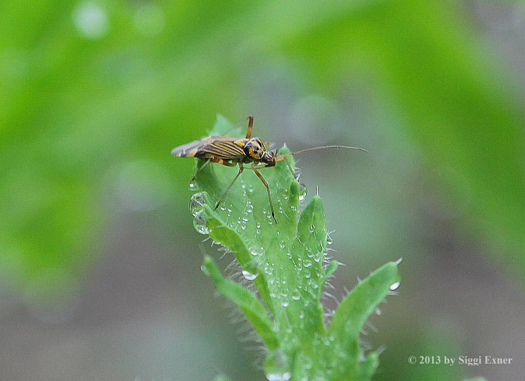 Eichen-Schmuckwanze Rhabdomiris striatellus