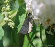 Eichenzipfelfalter Quercusia quercus