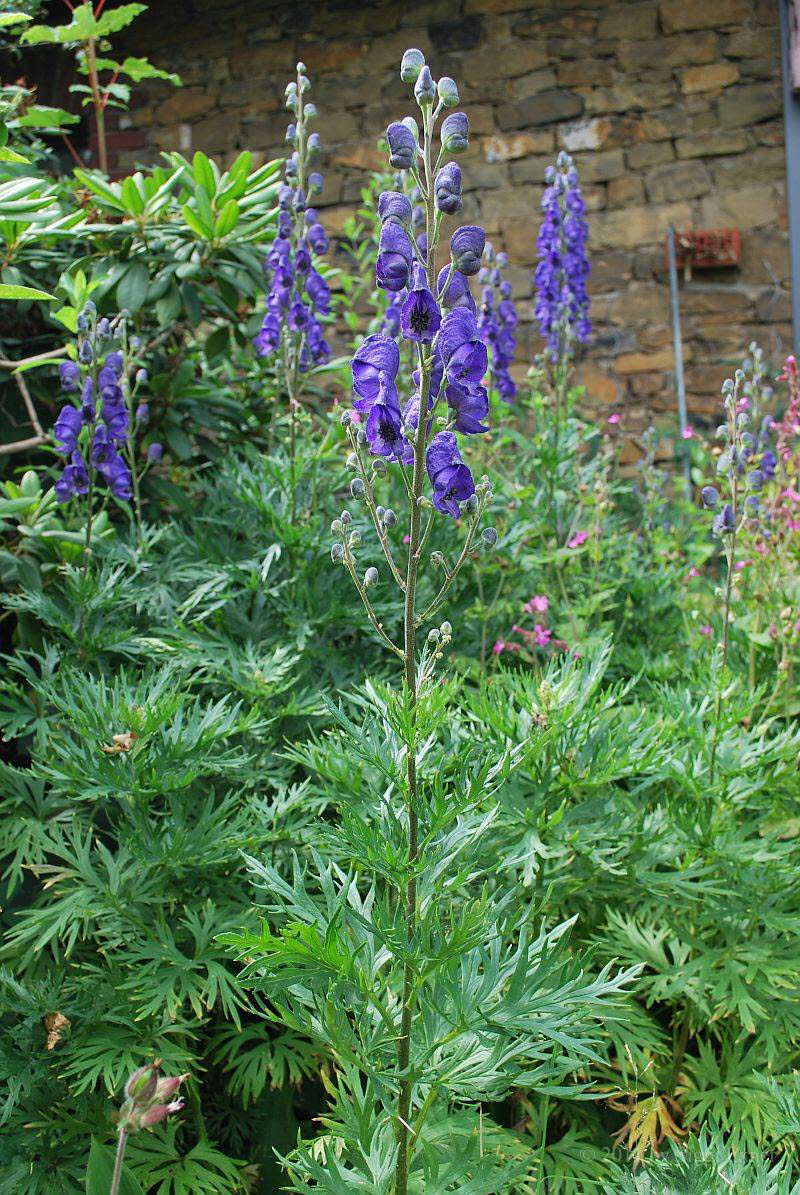 Eisenhut, Blauer Aconitum napellus