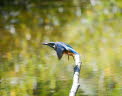 Eisvogel Alcedo atthis