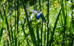 Eisvogel Alcedo atthis