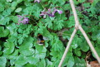 Dunkler  Erdhummel Bombus terrestris