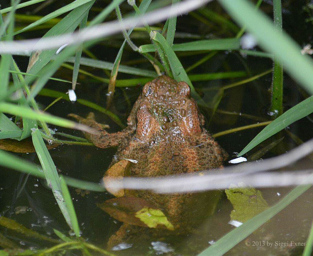 Erdkrte Bufo bufo