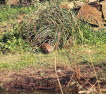 Igel Erinaceus europaeus