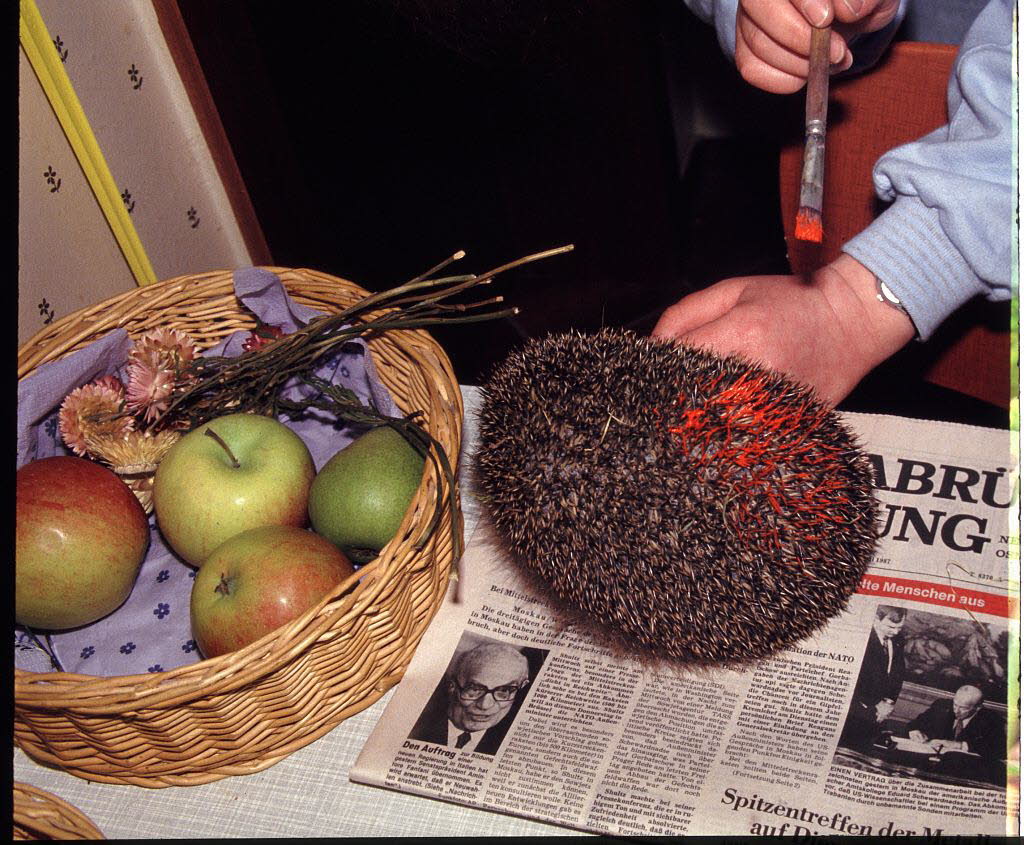 Igel Erinaceus europaeus