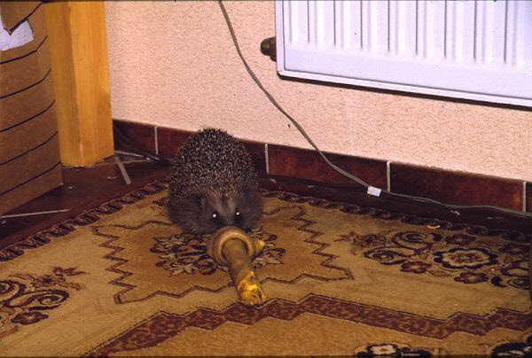 Igel (Erinaceus europaeus)