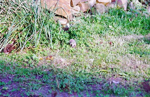 Igel (Erinaceus europaeus)