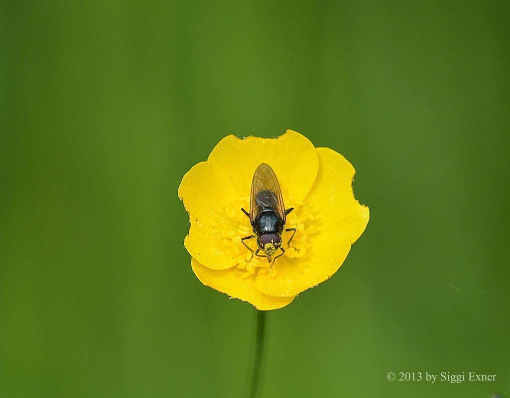 Cheilosia sp. Erzwebfliege