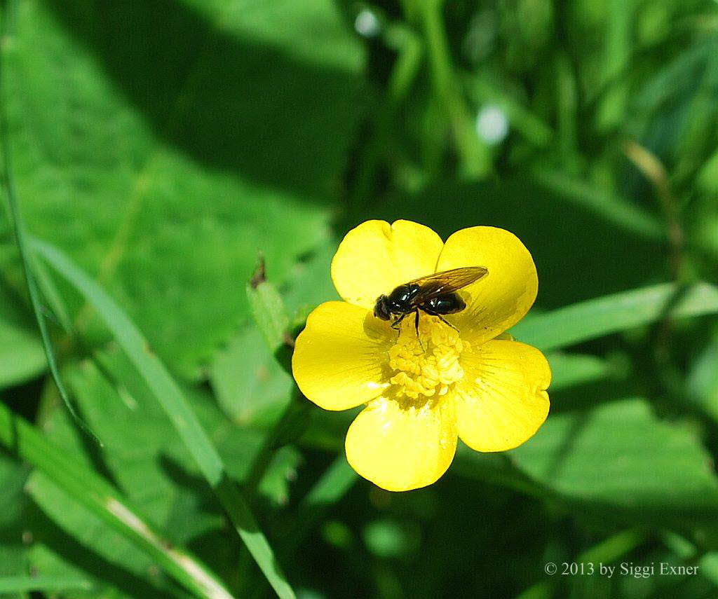 Cheilosia cf vernalis Erzwebfliege