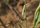Eulenfalter Noctuoidea