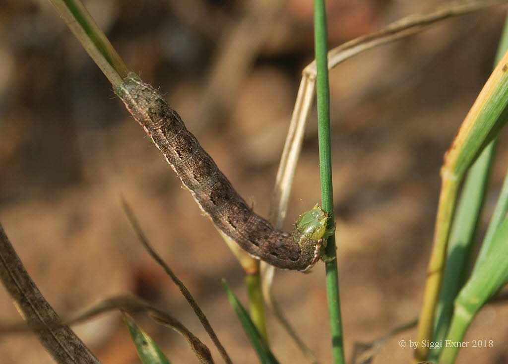 Eulenfalter Noctuoidea