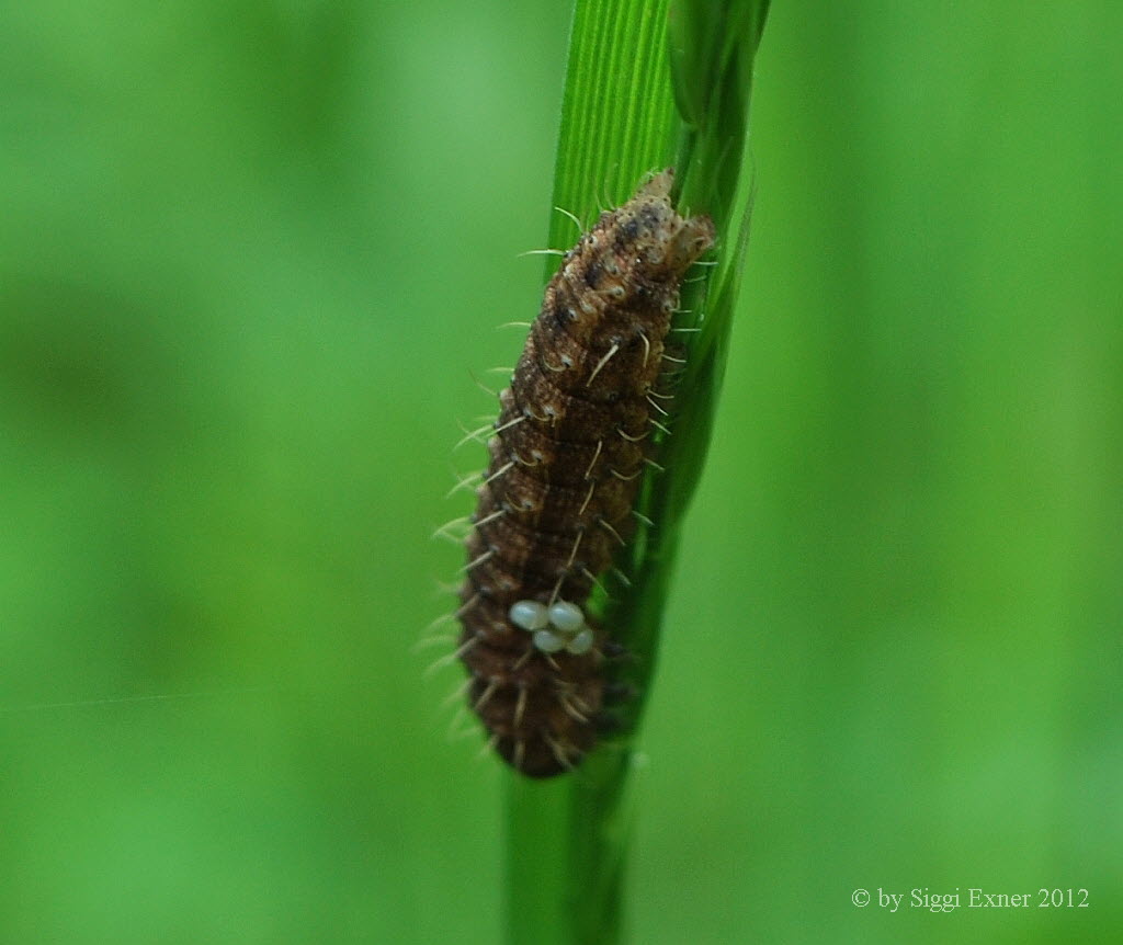 Gelbbraune Staubeule Hoplodrina cf octogenaria