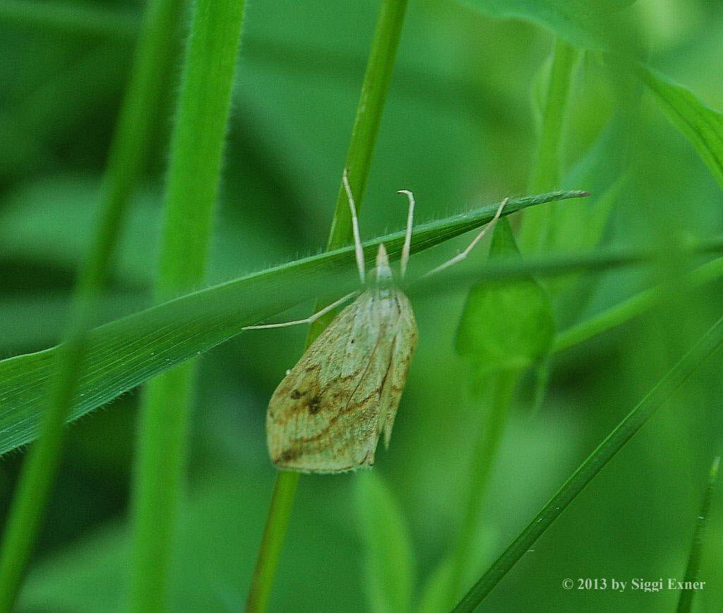 Kohlznsler Evergestis forficalis