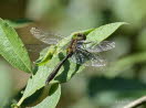 Falkenlibelle Cordulia aenea