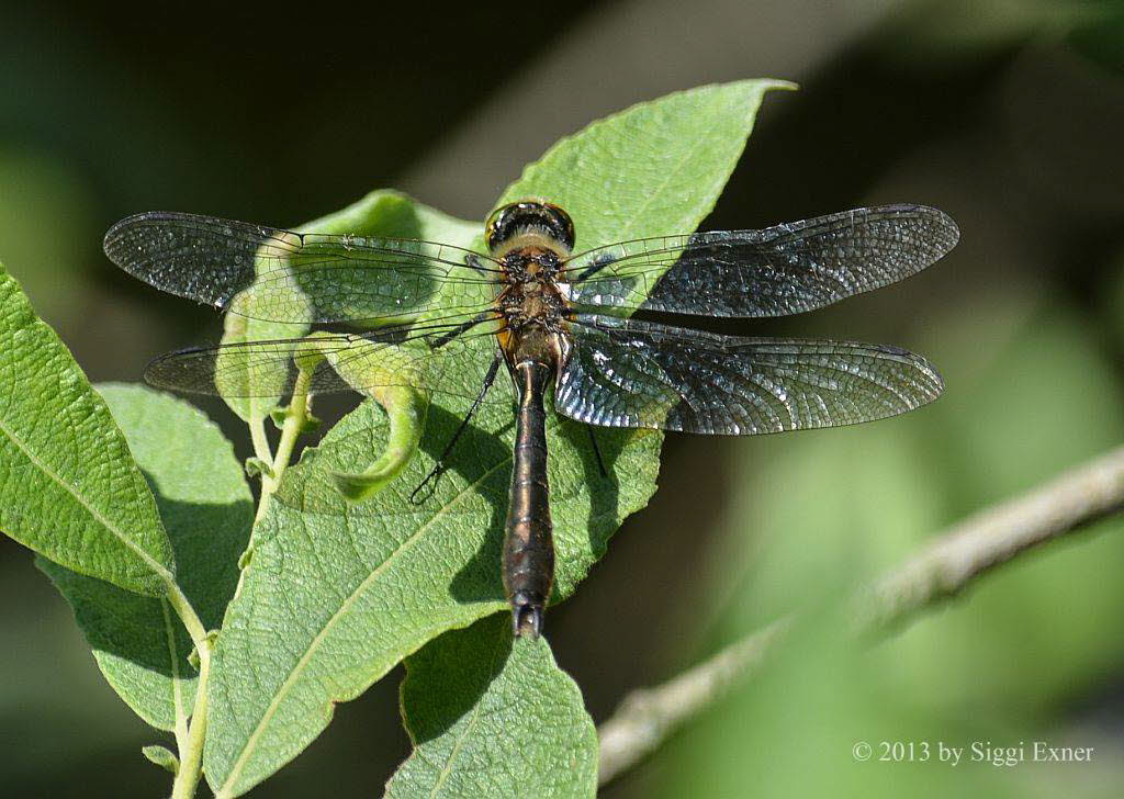 Falkenlibelle Cordulia aenea